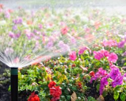 An automatic sprinkler watering a bed of flowers in bright sunshine.  Please note intentionally shallow depth of field.