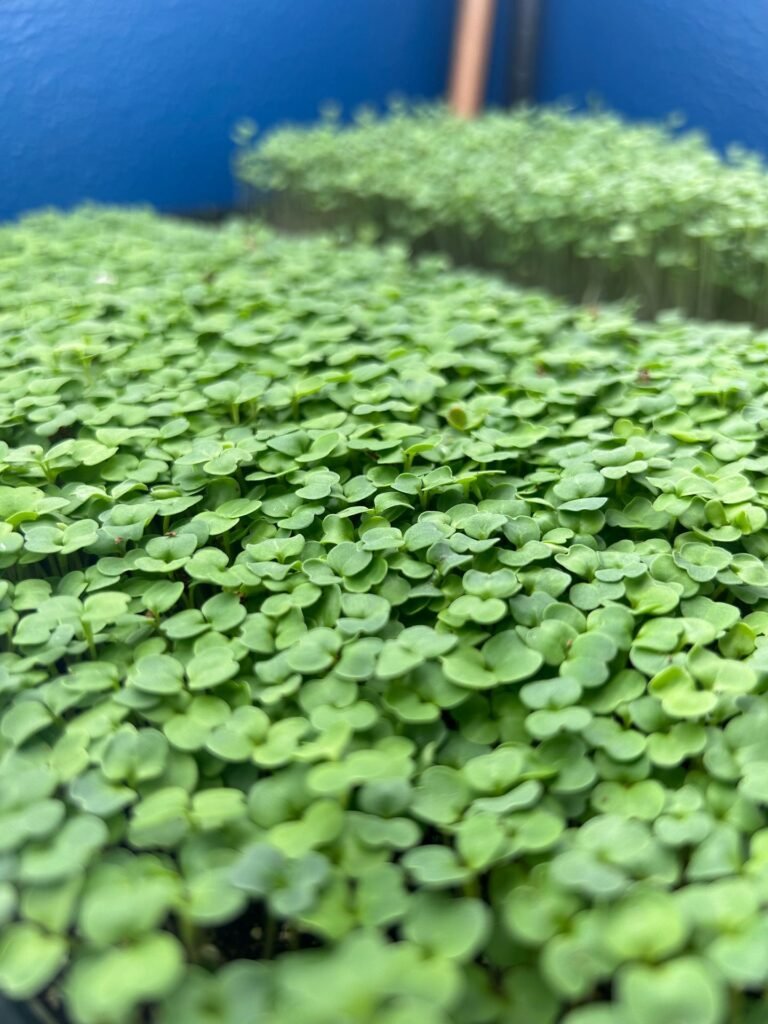 Sunshine Sprouts