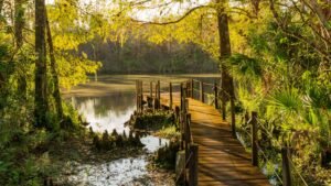 Fakahatchee Strand Preserve State Park