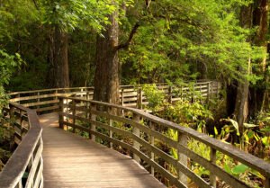 Audubon Corkscrew Swamp Sanctuary